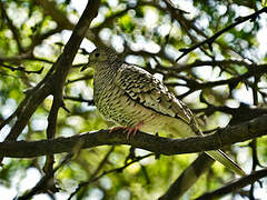 Scaled Dove