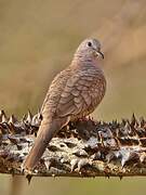 Inca Dove