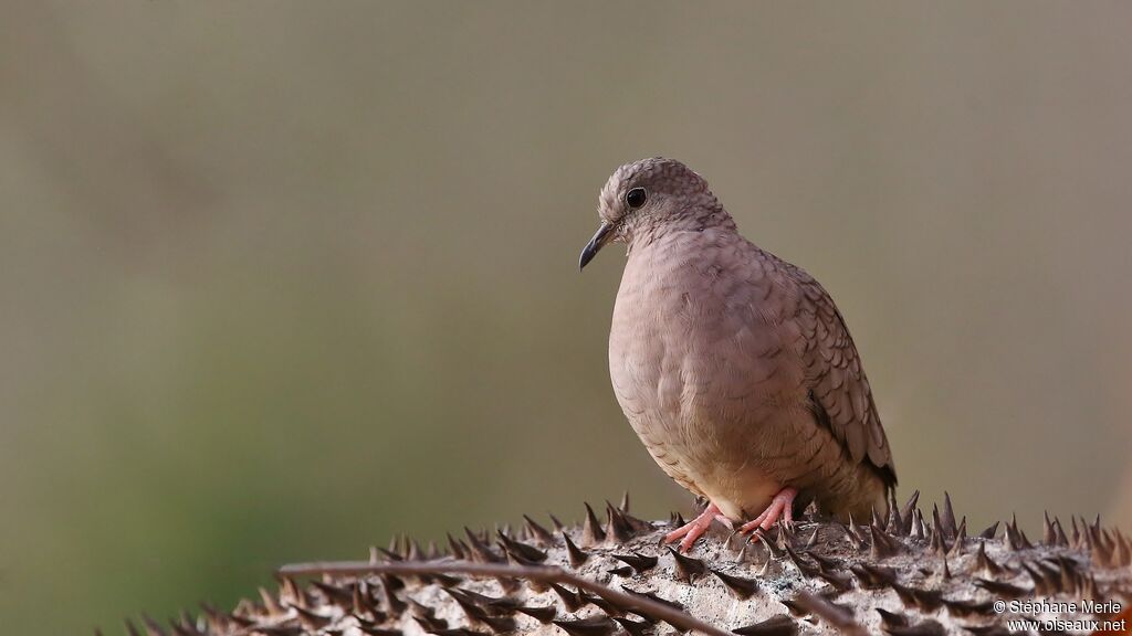 Inca Dove