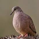 Colombe inca