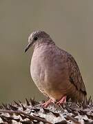 Inca Dove