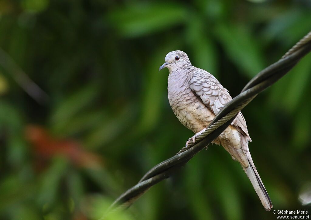 Colombe incaadulte