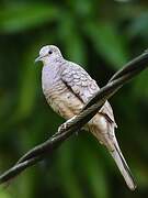 Inca Dove