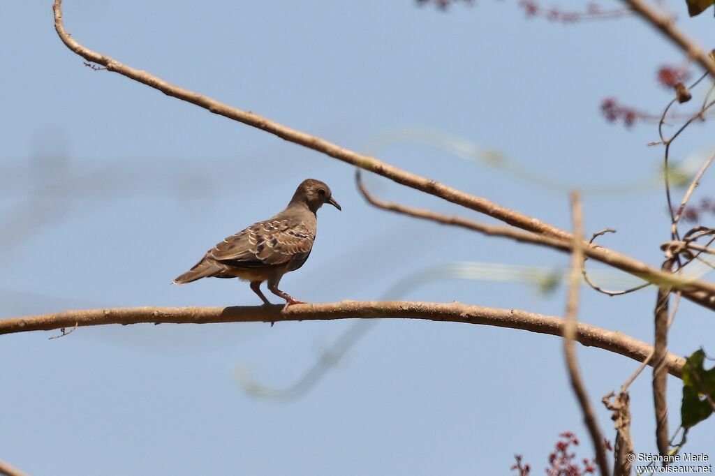 Plain-breasted Ground Doveadult