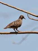 Plain-breasted Ground Dove