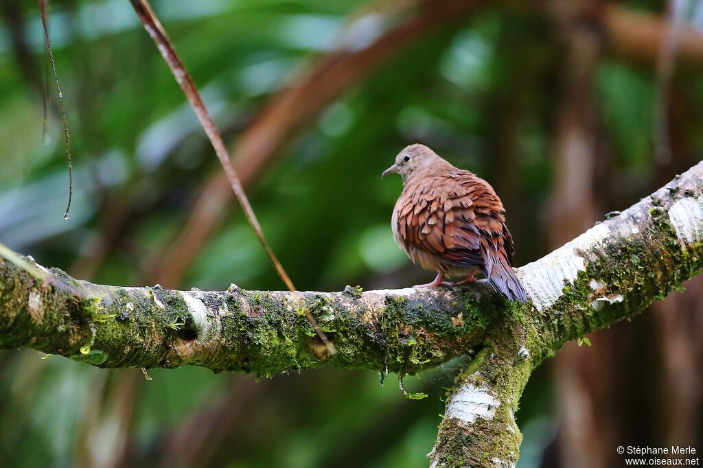 Ruddy Ground Doveadult