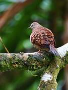 Ruddy Ground Dove