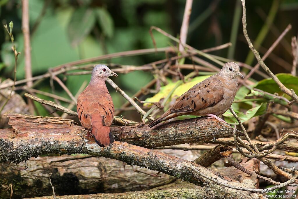 Ruddy Ground Doveadult