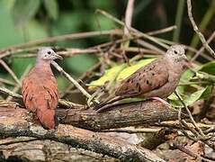 Ruddy Ground Dove