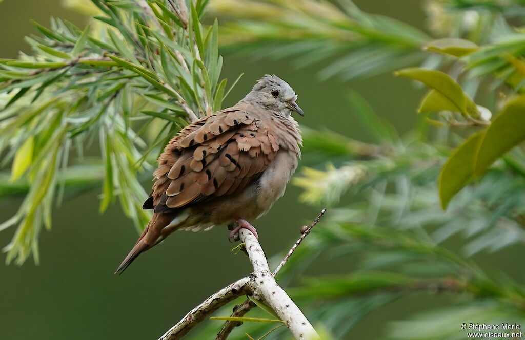 Ruddy Ground Doveadult