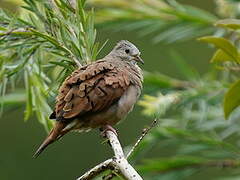 Ruddy Ground Dove