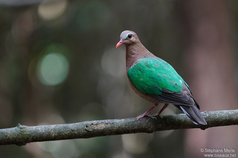 Common Emerald Dove male adult