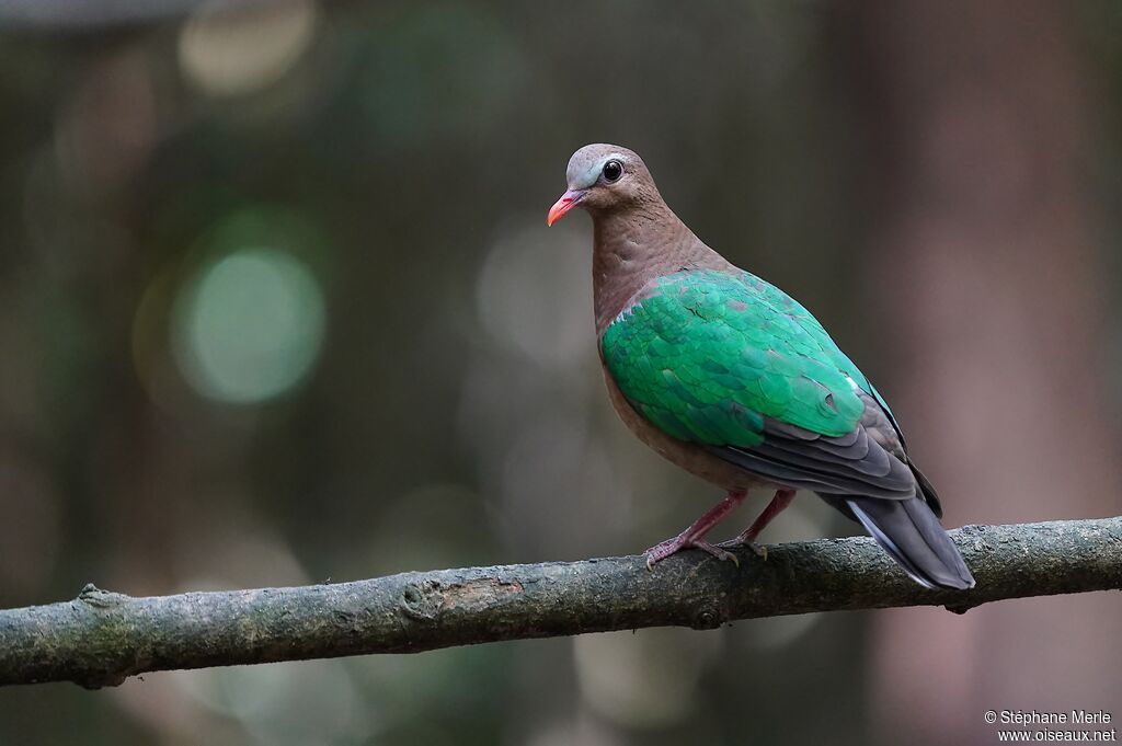 Common Emerald Dove male adult