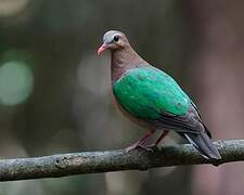 Common Emerald Dove