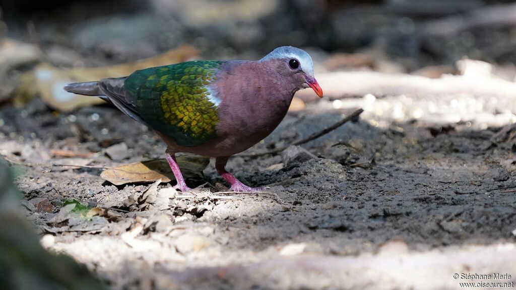 Common Emerald Doveadult