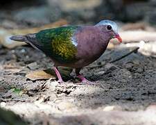 Common Emerald Dove