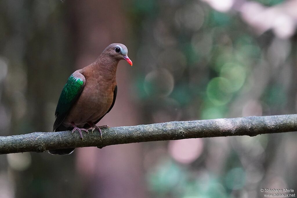 Common Emerald Doveadult