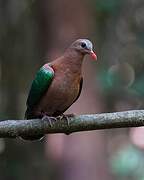 Common Emerald Dove