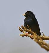 Village Indigobird