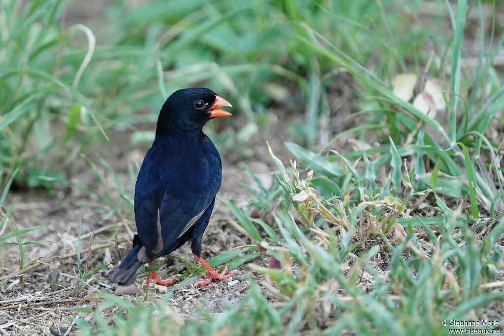 Village Indigobird male adult