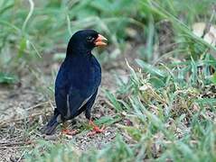 Village Indigobird