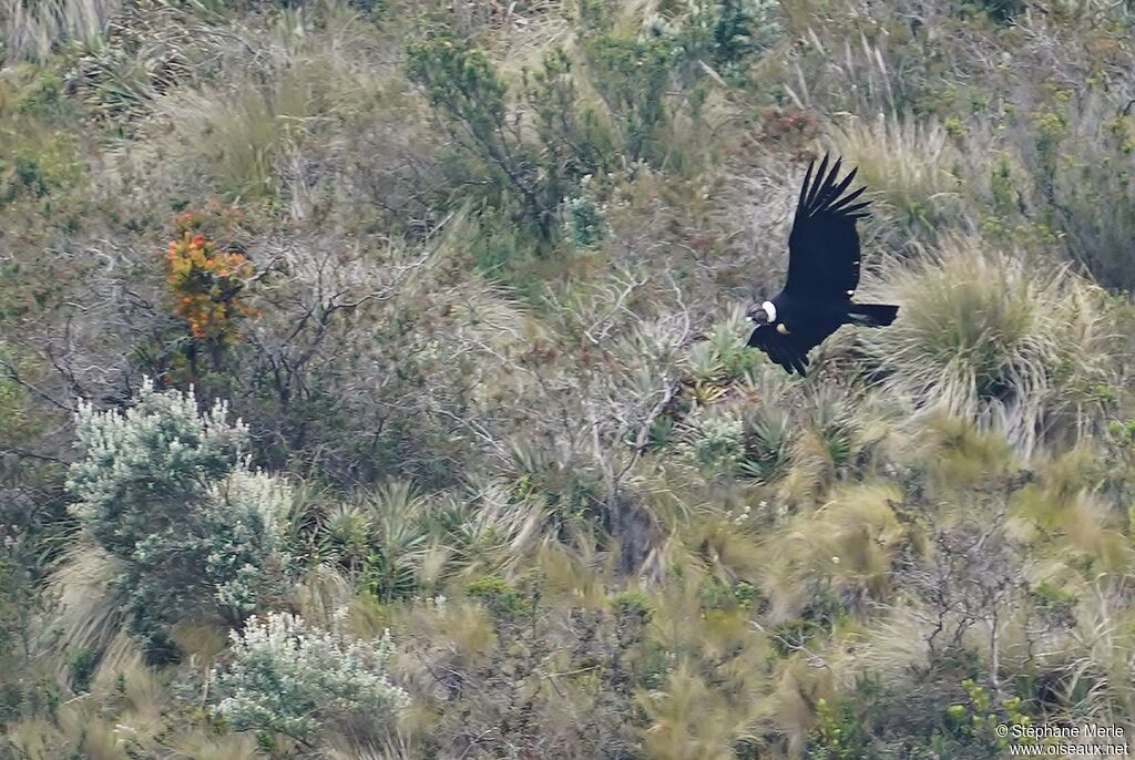 Condor des Andes