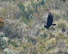 Condor des Andes