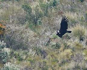 Condor des Andes