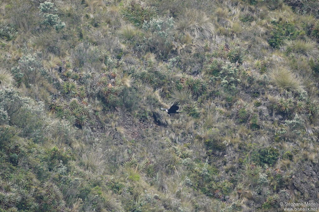 Condor des Andes