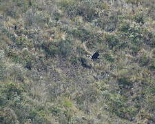 Andean Condor