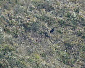 Condor des Andes