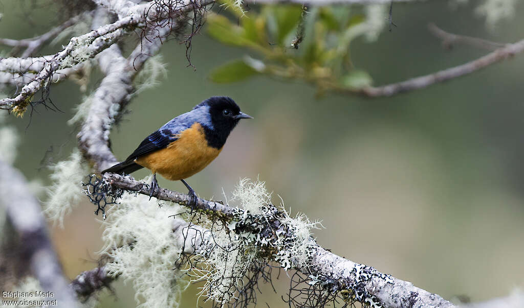 Conirostre à cape bleueadulte, identification