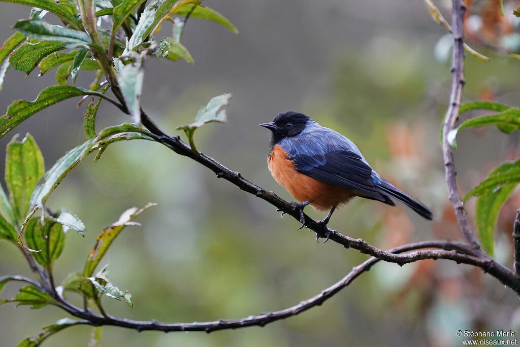 Blue-backed Conebilladult