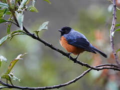 Blue-backed Conebill