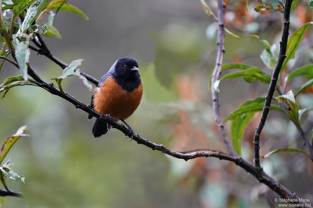 Blue-backed Conebilladult