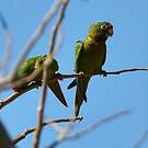 Conure à front rouge
