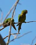 Conure à front rouge