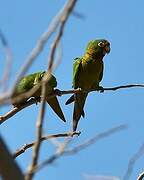 Conure à front rouge