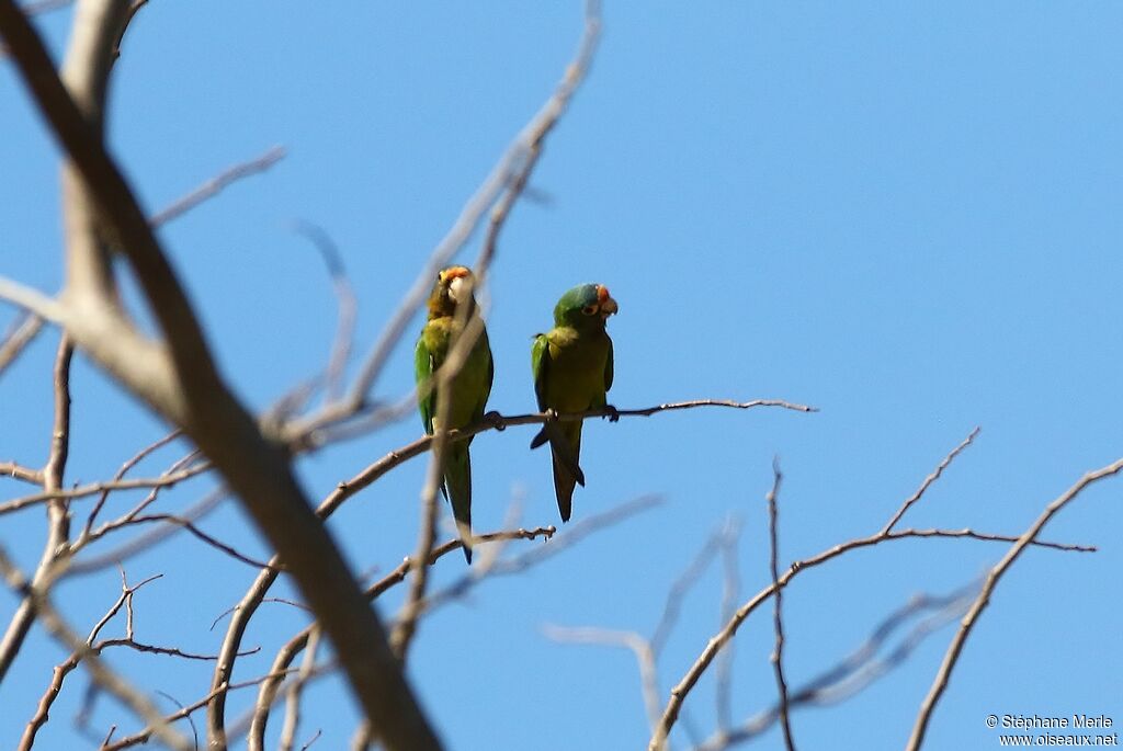 Conure à front rouge