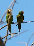 Orange-fronted Parakeet