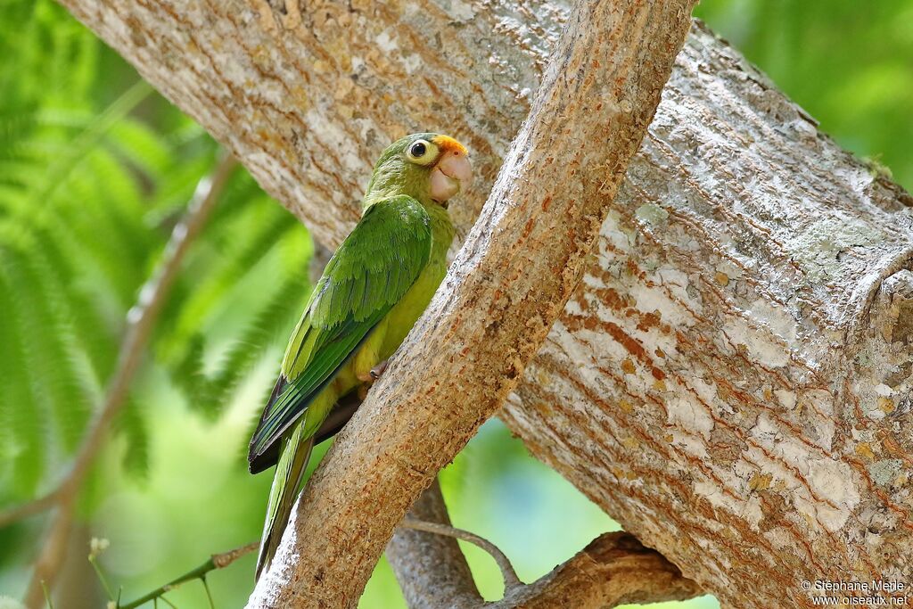 Conure à front rougeadulte