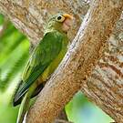 Conure à front rouge