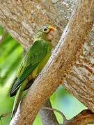 Conure à front rouge