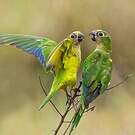 Conure couronnée