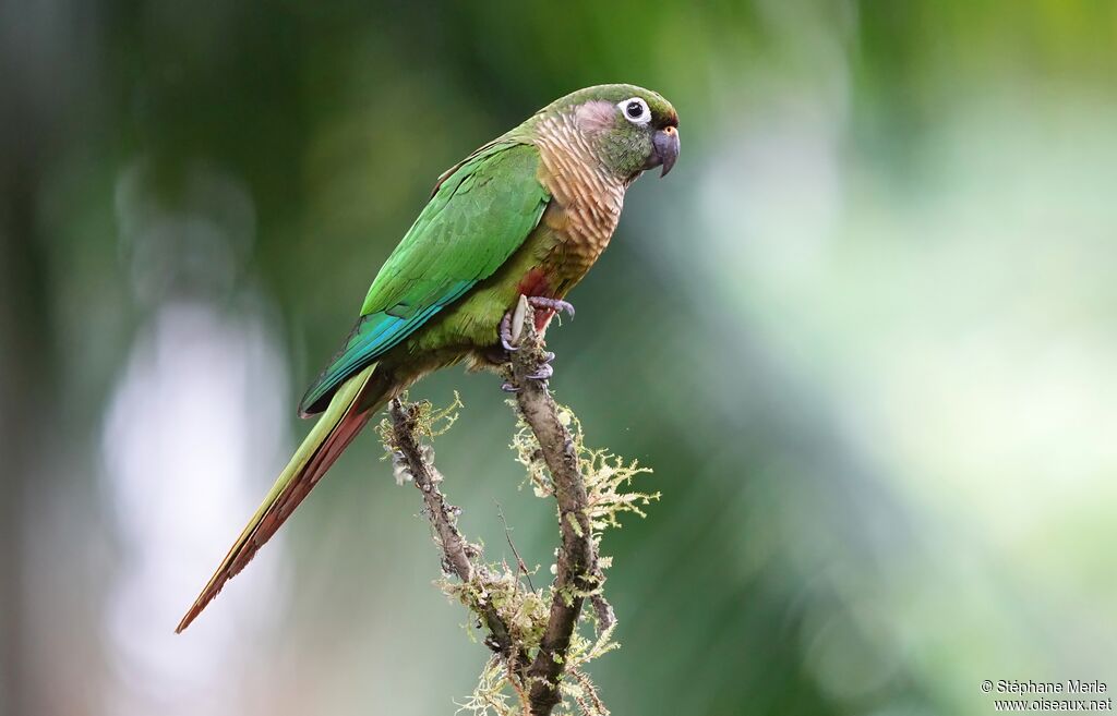 Conure de Vieillotadulte