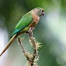 Conure de Vieillot