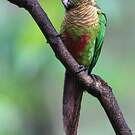 Conure de Vieillot