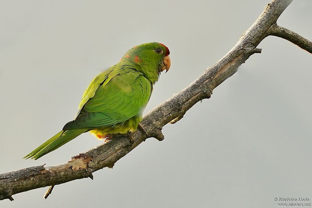 Scarlet-fronted Parakeet