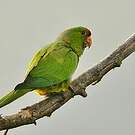 Conure de Wagler