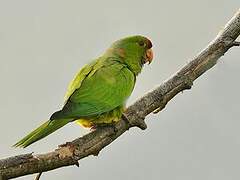 Scarlet-fronted Parakeet